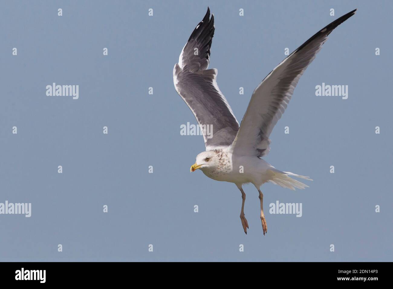 Sibirische Möwe im Flug im Oman. Stockfoto
