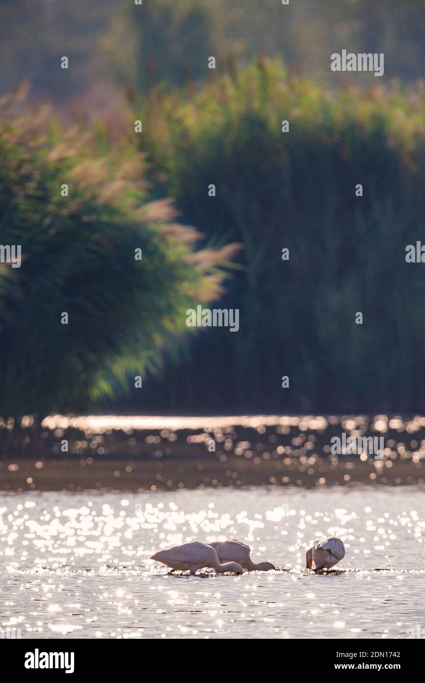 Eurasische Löffler watend in seichtem Wasser. Stockfoto