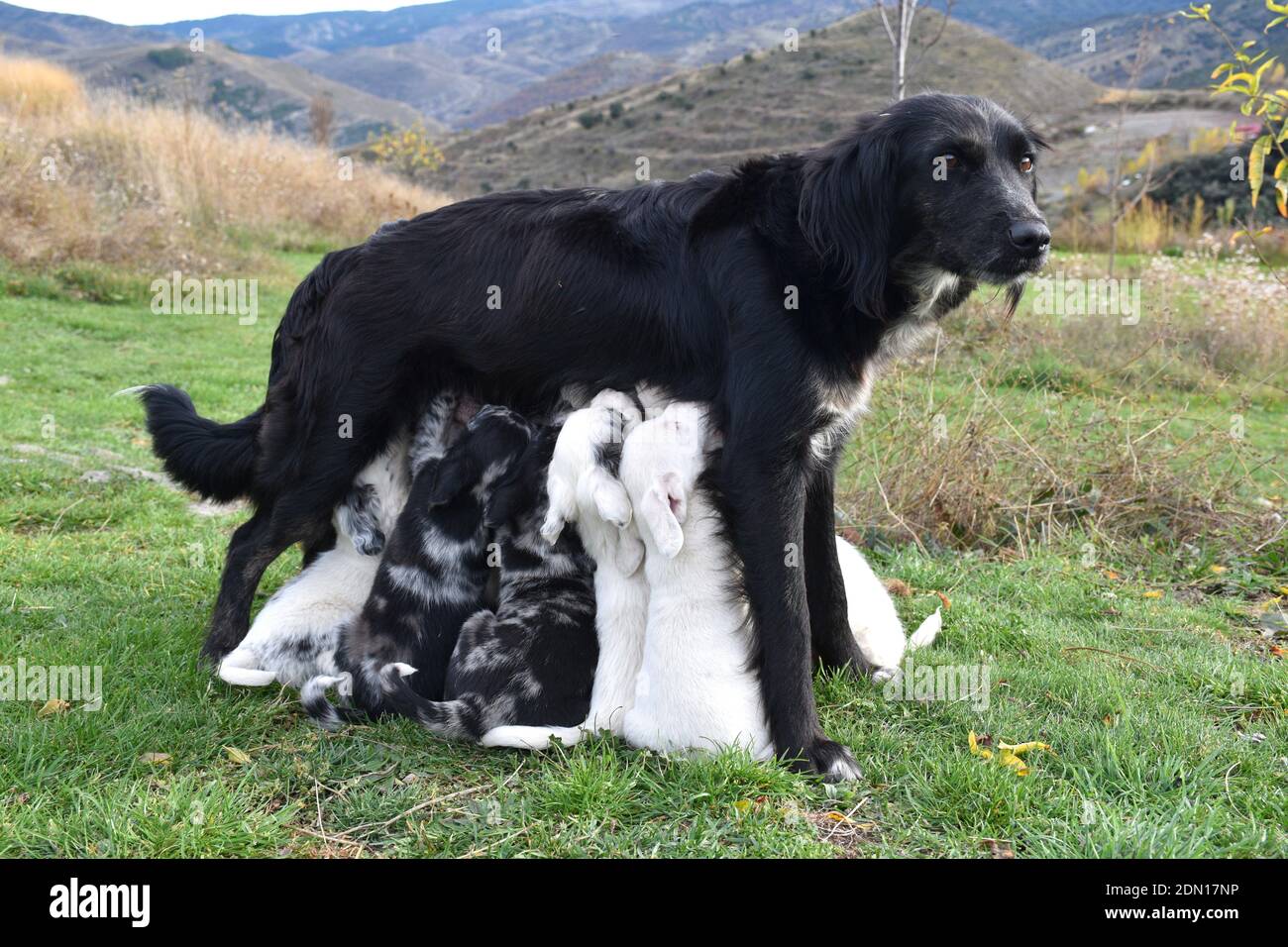 Schäferhund säugt ihre Welpen im Busch. Stockfoto