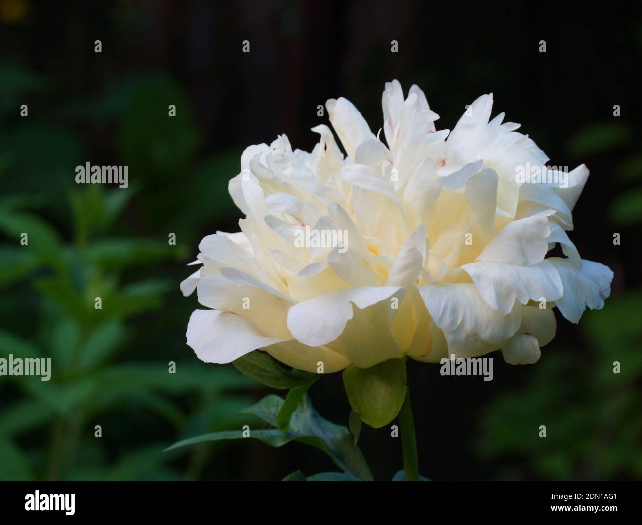 Peony Coral Beach. Die halbdoppelte lachsrosa Pfingstrose änderte ihre Farbe in eine hellere Farbe. Stockfoto