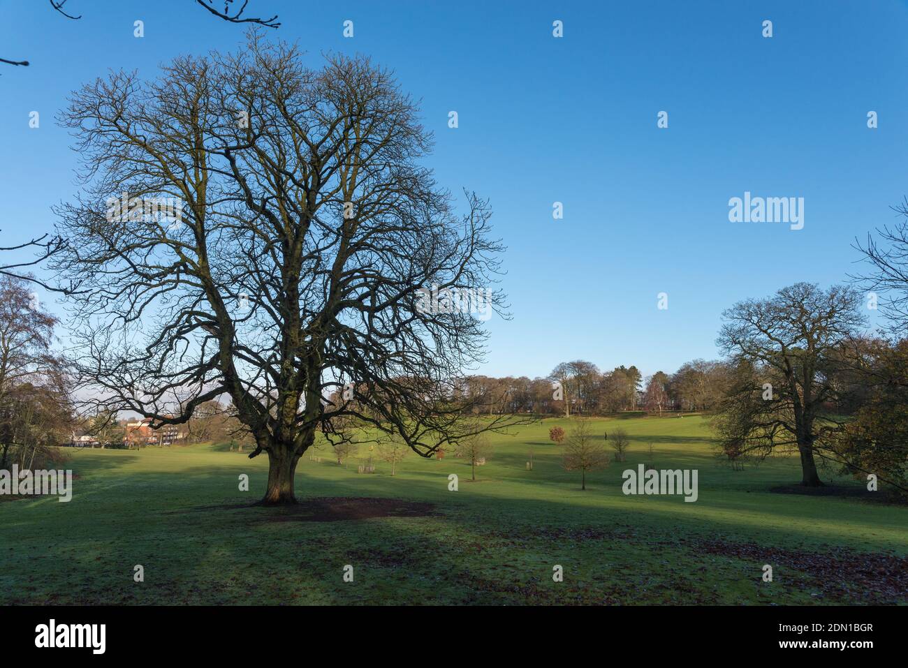 Sonniger Wintertag in Warley Woods in den West Midlands In der Nähe von Birmingham Stockfoto