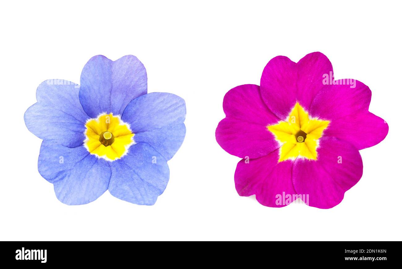 Rosafarbene und violette Primueln isoliert auf Weiß Stockfoto