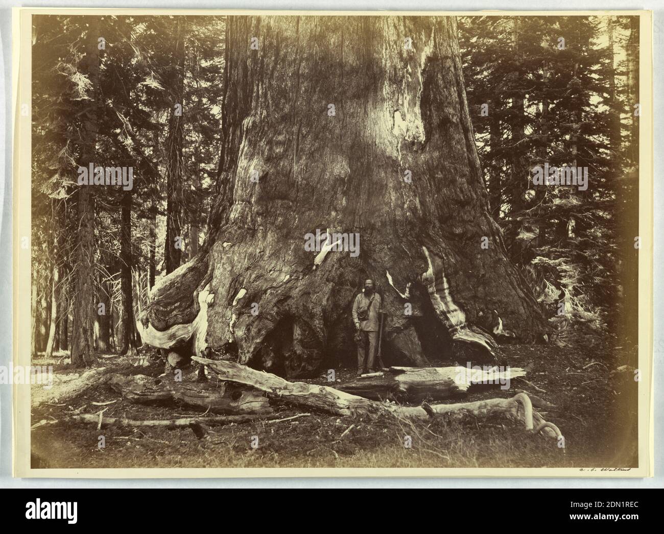 Mariposa Grove, Grizzly Giant, Yosemite, Albumen Silberdruck, Blick auf Wald, Mann mit Gewehr, stehend vor einem riesigen Baumstamm., USA, 1861–66, Landschaften, Fotografie, Fotografie Stockfoto
