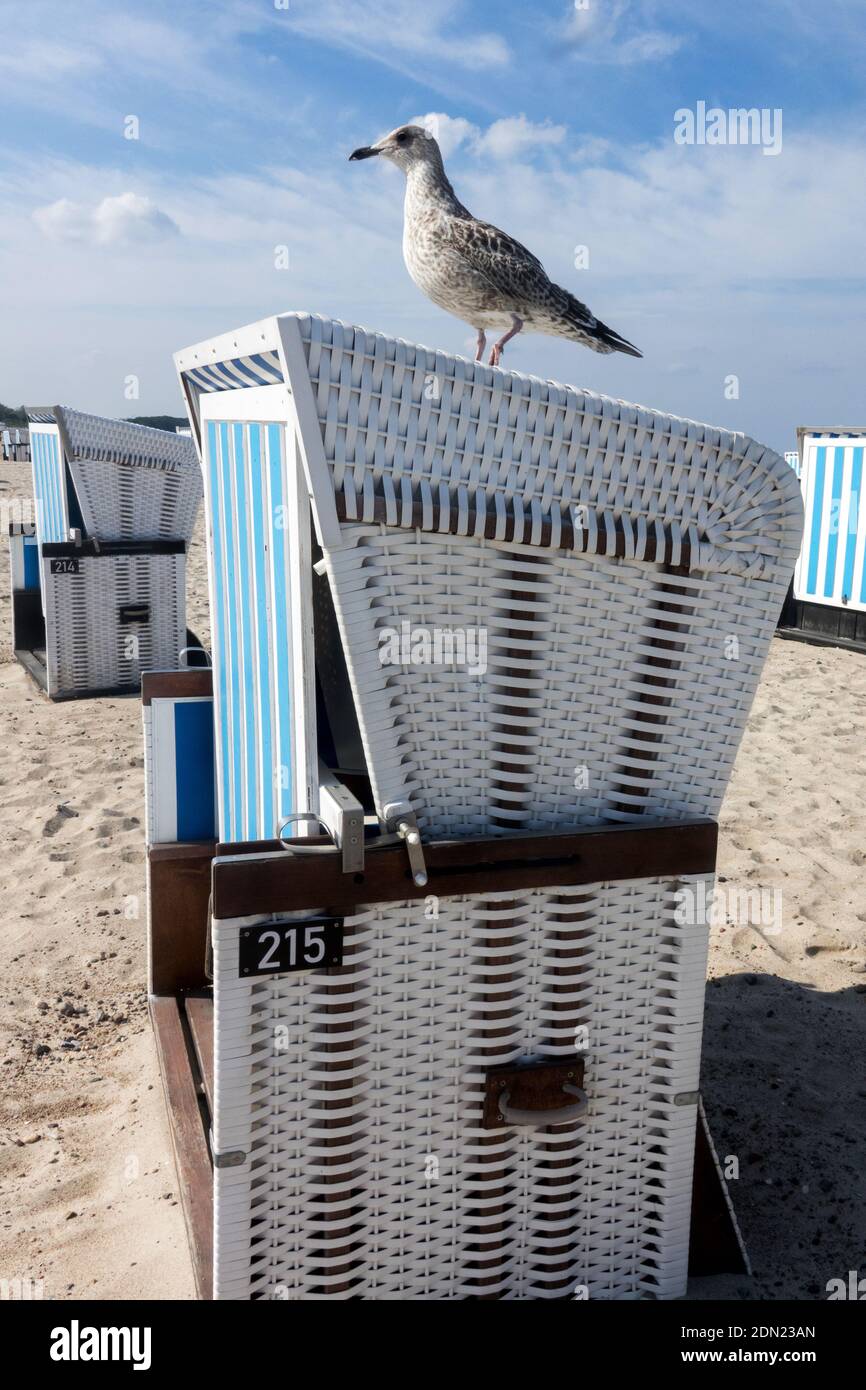 Möwe steht auf Strandstuhl Warnemunde Rostock Deutschland Europa Deutsch Stockfoto