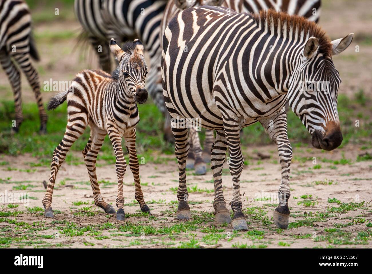 Mutter Zebra mit ihrem Fohlen Stockfoto