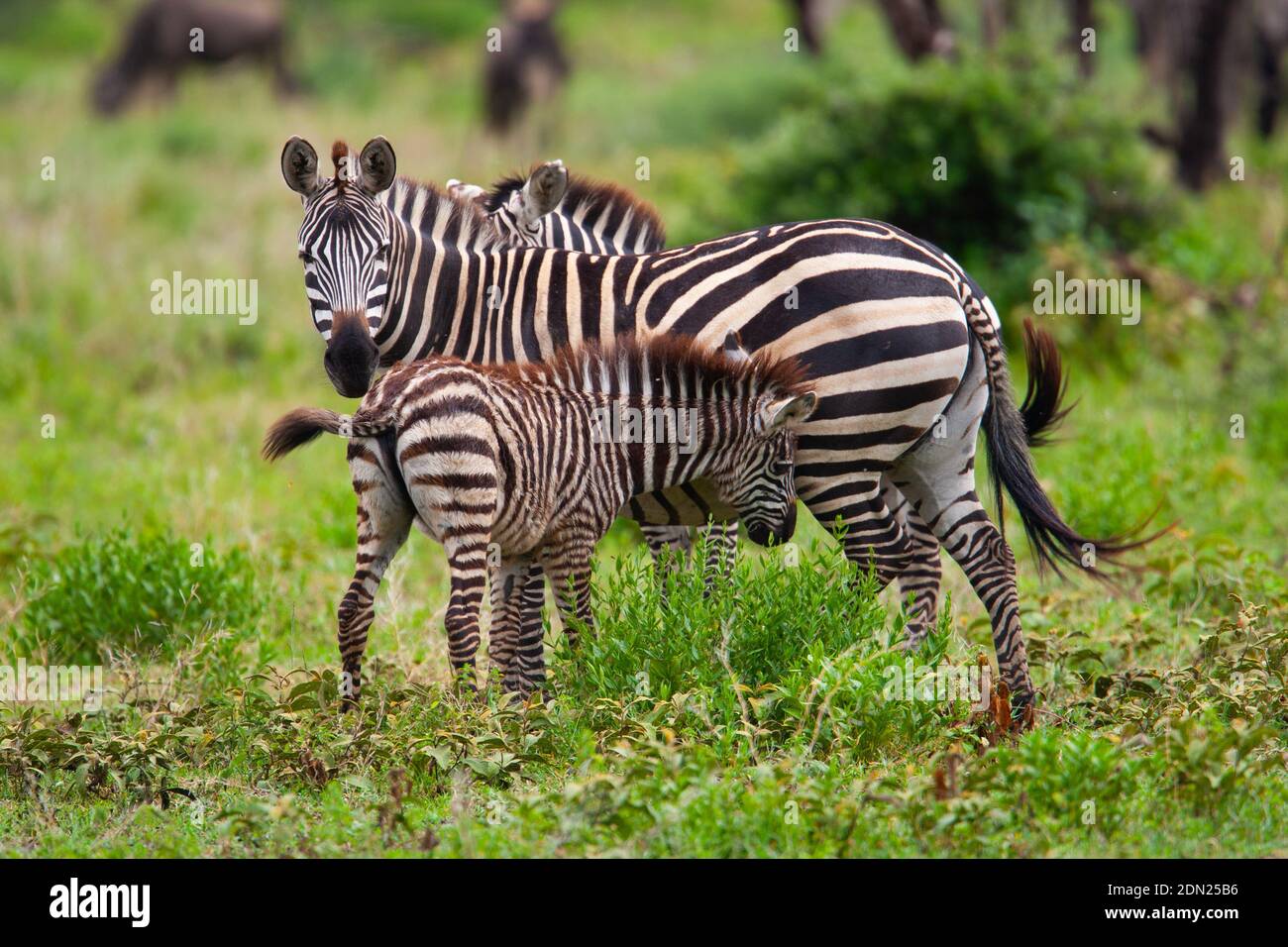 Mutter Zebra mit ihrem Fohlen Stockfoto
