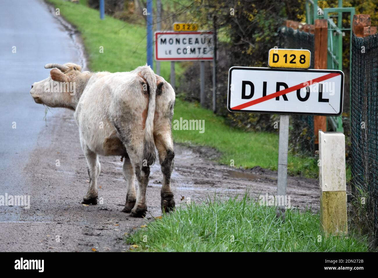 Dünne weiße Kuh, die neben Straßenschildern am Rande eines ländlichen Dorfes im Departement Nievre, Burgund, steht Stockfoto
