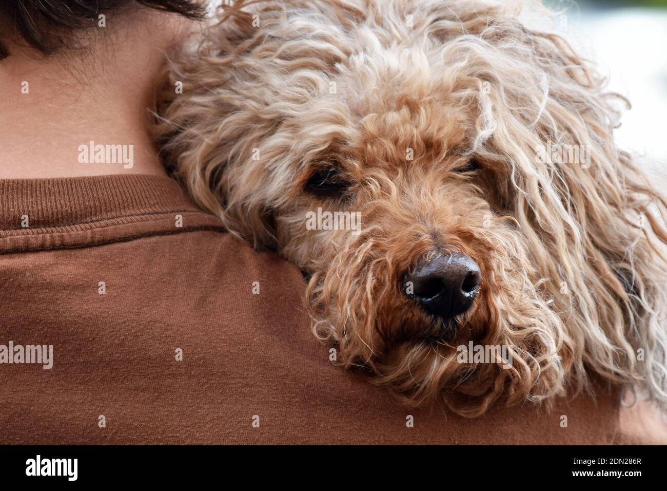 Nahaufnahme eines braunen, flauschigen Hundes, der draußen auf der Schulter des Besitzers liegt Stockfoto