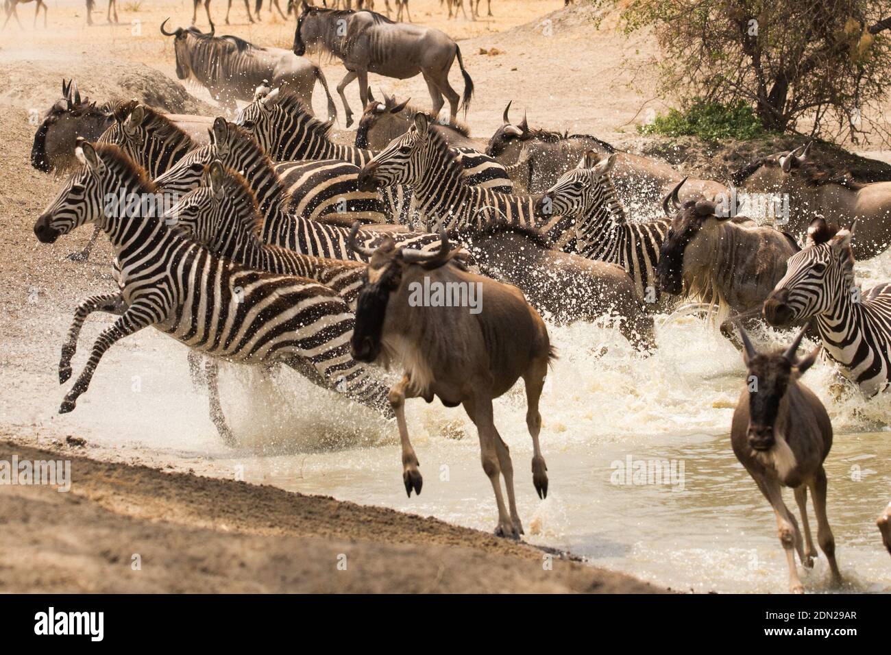 Plains oder Gemeine Zebra, eine Gruppe, die quer läuft, Mara Kenia Afrika Stockfoto