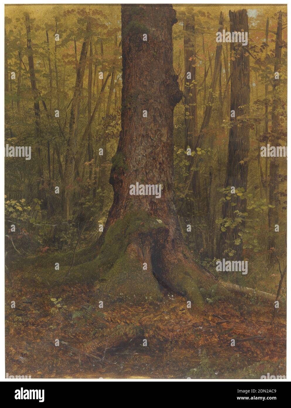 In the Woods, Maine, Frederic Edwin Church, Amerikaner, 1826–1900, Pinsel und Ölfarbe auf Pappe, wahrscheinlich Maine Landschaft. Unterer Teil eines Baumes ist vor einem Hintergrund von Unterholz und Bäumen dargestellt., USA, 1850–60, Landschaften, Zeichnung Stockfoto