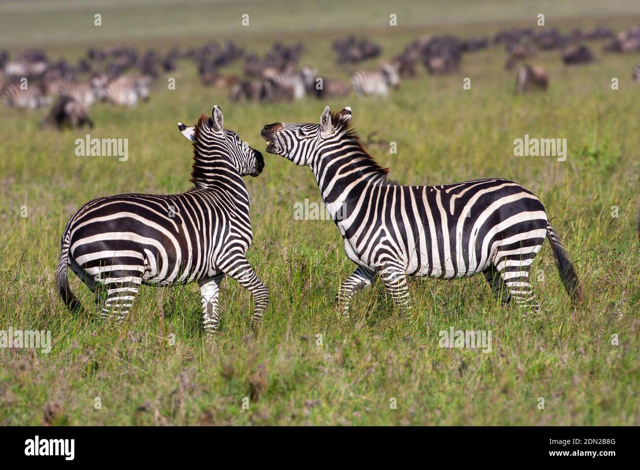 Zwei männliche Zebras kämpfen Stockfoto