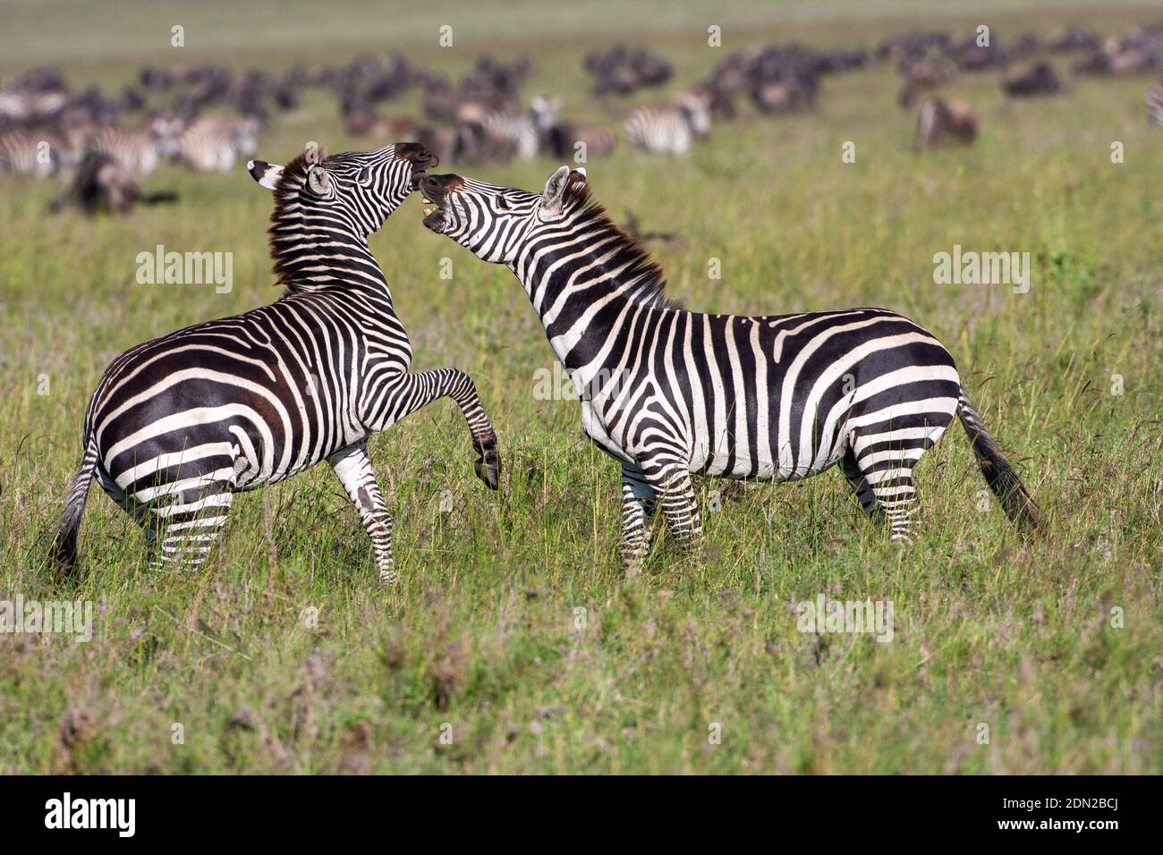 Zwei männliche Zebras kämpfen Stockfoto