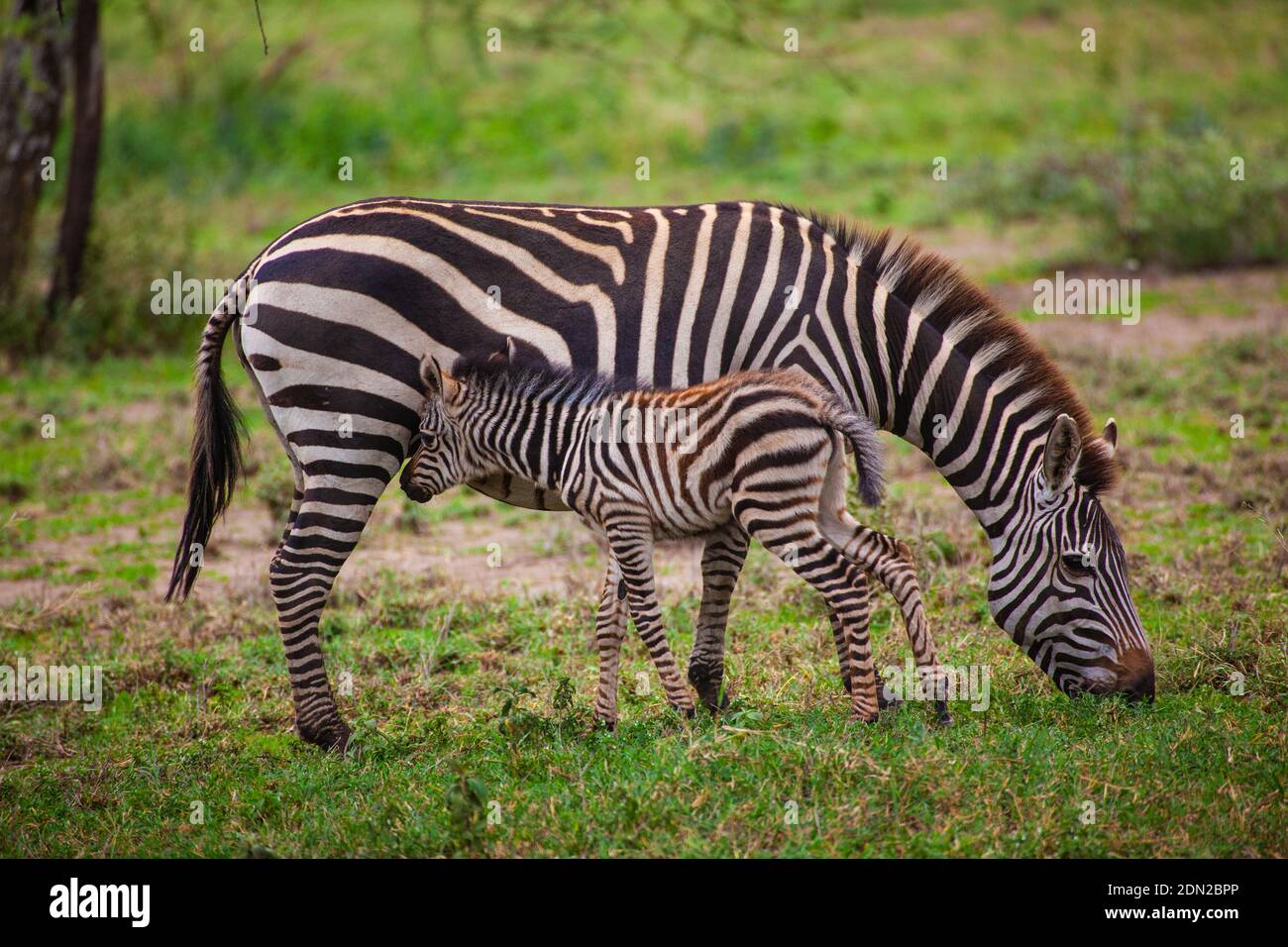 Mutter Zebra stillt ihr Fohlen Stockfoto