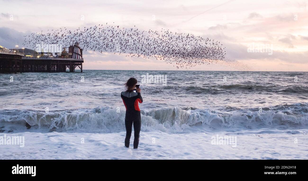 Brighton UK 17. Dezember 2020 - EIN Fotograf in einem Neoprenanzug fängt das Sternrauschen am Brighton Palace Pier am Ende eines hellen Tages an der Südküste ein. Die Stadt Brighton und Hove wurde in Coronavirus Tier zwei Beschränkungen in England nach einer Ankündigung heute von der Gesundheitsminister Matt Hancock gehalten : Credit Simon Dack / Alamy Live News Stockfoto