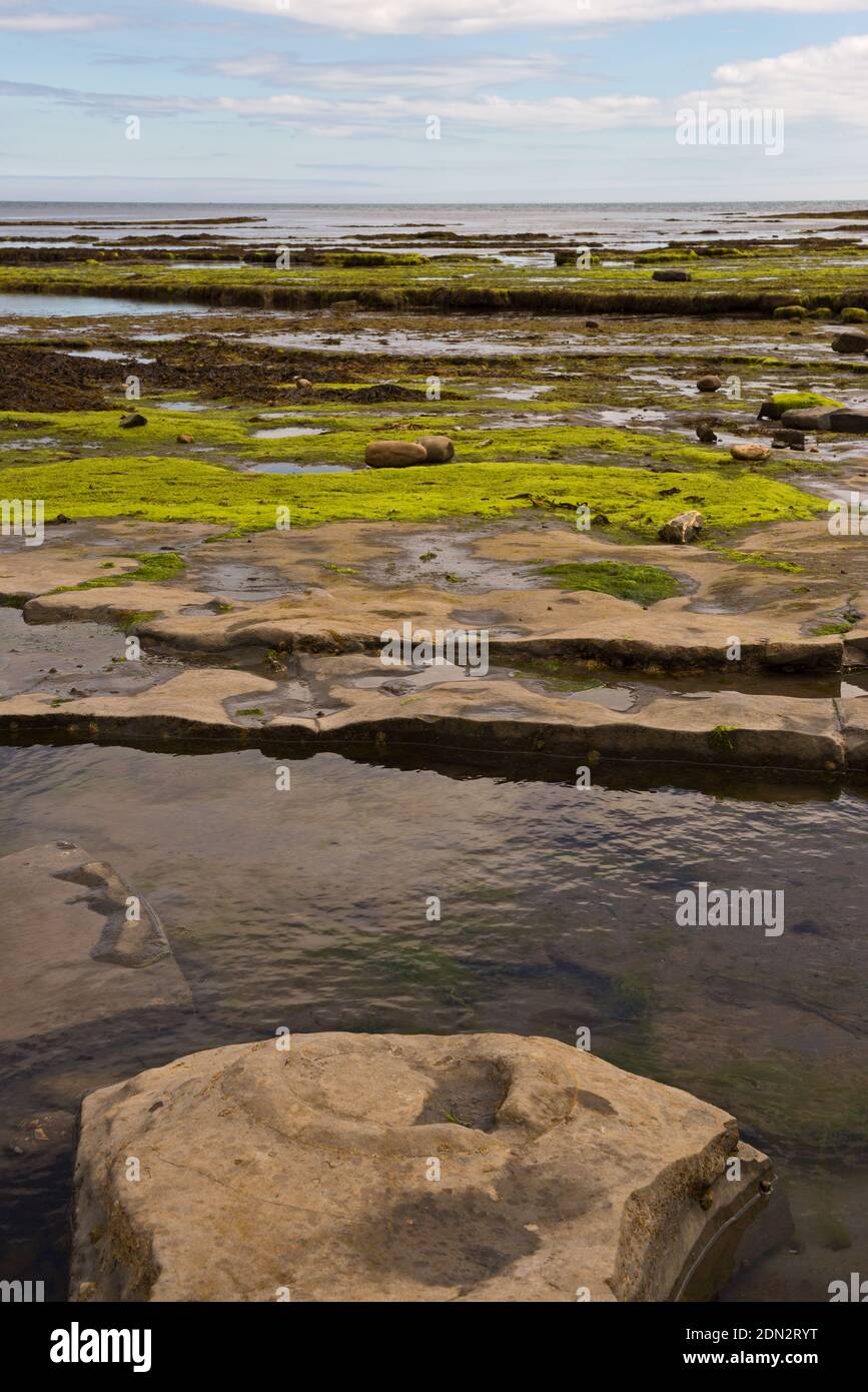 Blick über die Lyme Bay bei Ebbe mit den freiliegenden Felsvorsprüngen mit Ammoniten im Vordergrund und die Jurassic Coast in der Ferne. Stockfoto