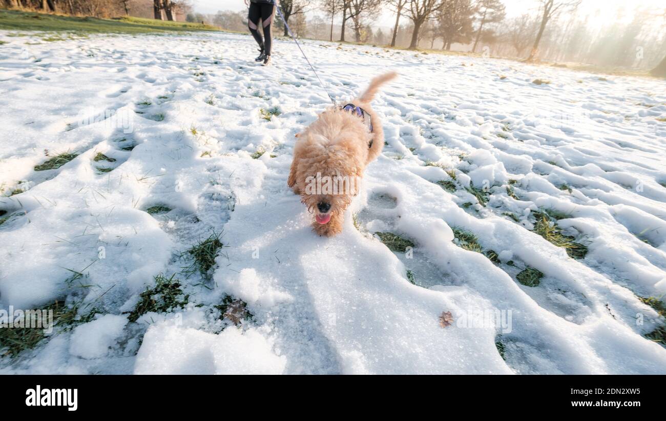 Welpen wandern im schneebedeckten Feld Stockfoto