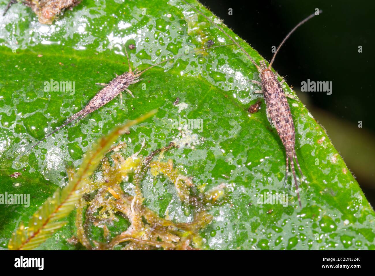 Irisierende neotropische Springborsten (Familie Machilidae), zwei Individuen auf einem Blatt im montanen Regenwald im Los Cedros Reserve, westliches EC Stockfoto