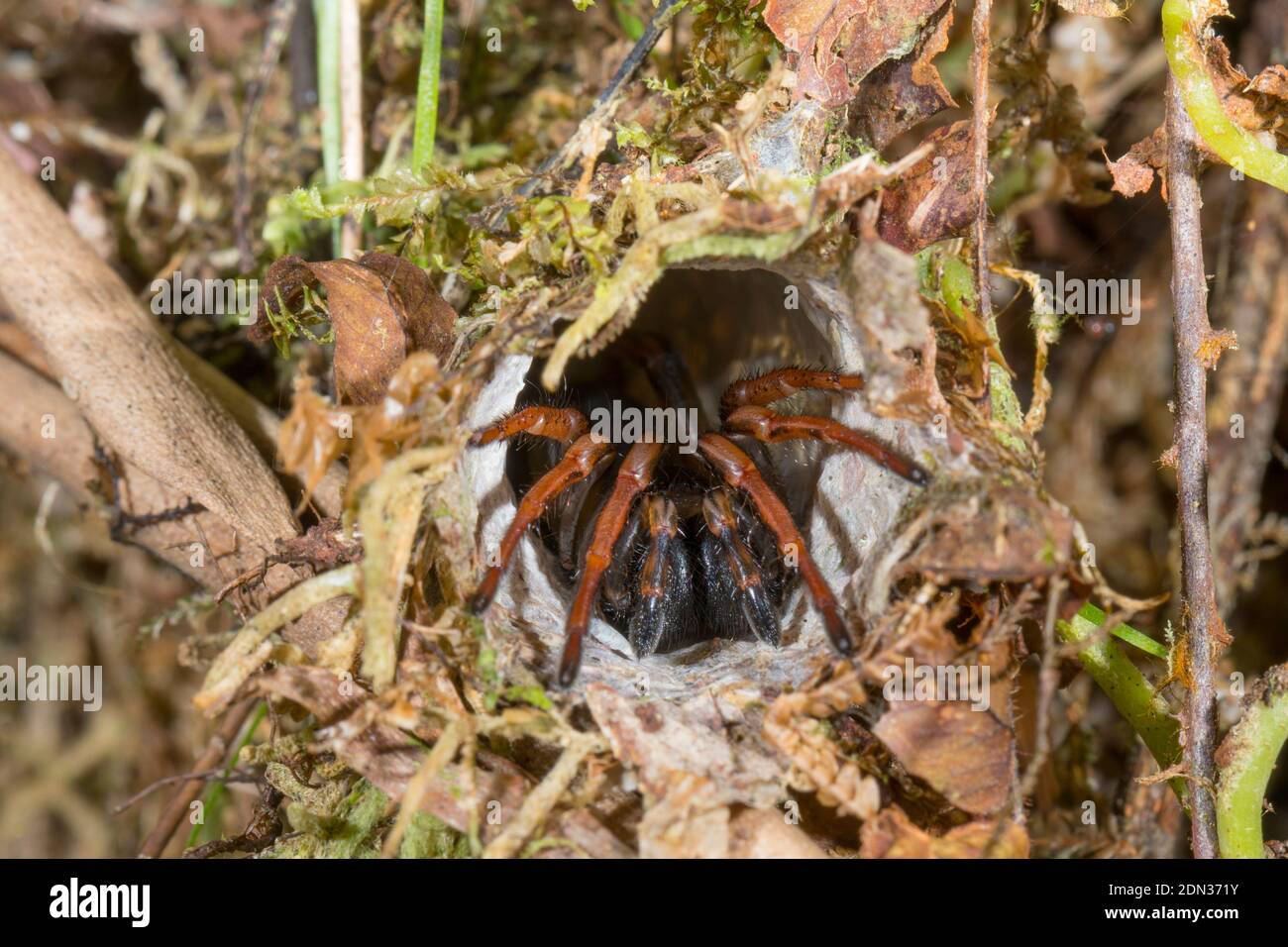 Portemonnaie Webspinne (Familie Atypidae) am Eingang seines Baus im Unterholz des Bergregenwaldes im Los Cedros Reservat, im Westen Ecuadors. Stockfoto