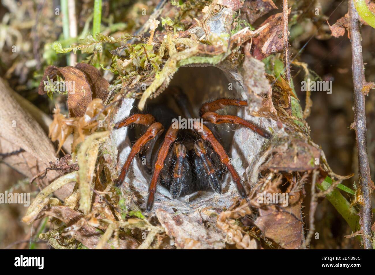 Portemonnaie Webspinne (Familie Atypidae) am Eingang seines Baus im Unterholz des Bergregenwaldes im Los Cedros Reservat, im Westen Ecuadors. Stockfoto