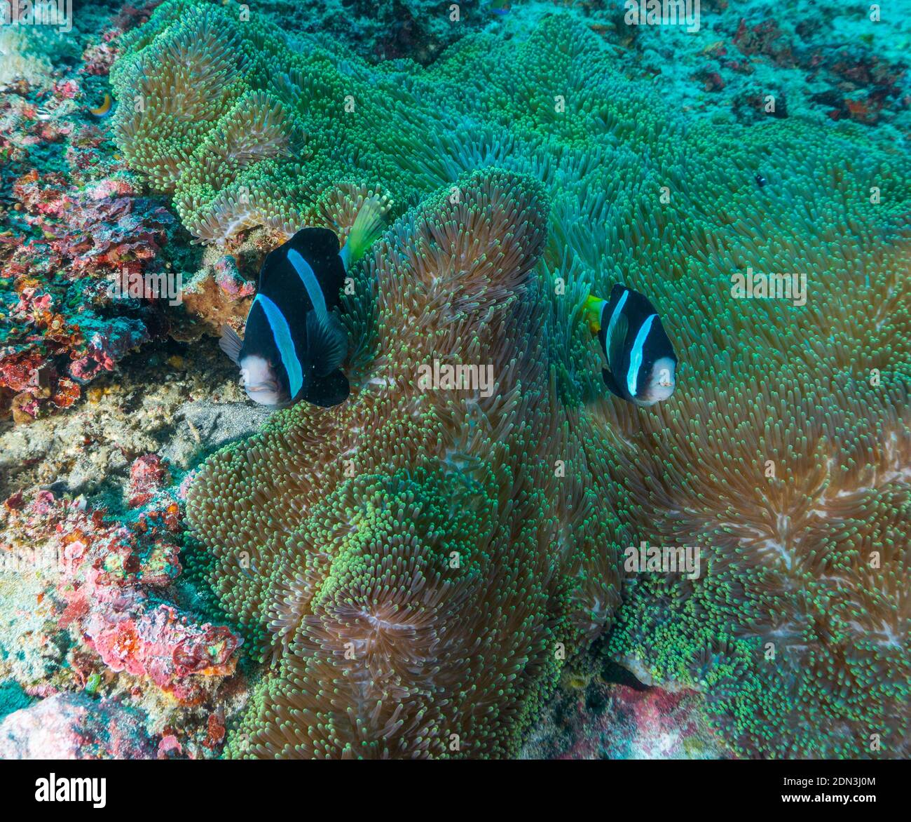 Clownfische und Sea Anemone fotografiert während des Tauchens in Bali (Indonesien) Stockfoto