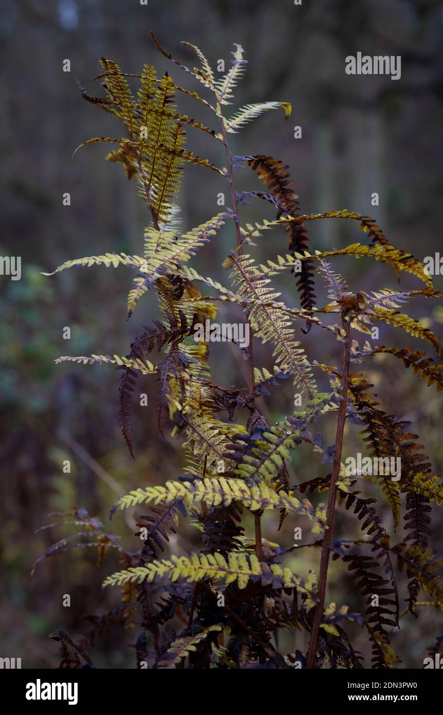 Gewöhnliche Fern Pflanzen ändern Farbe an einem feuchten Tag in einem englischen Holz. Stockfoto