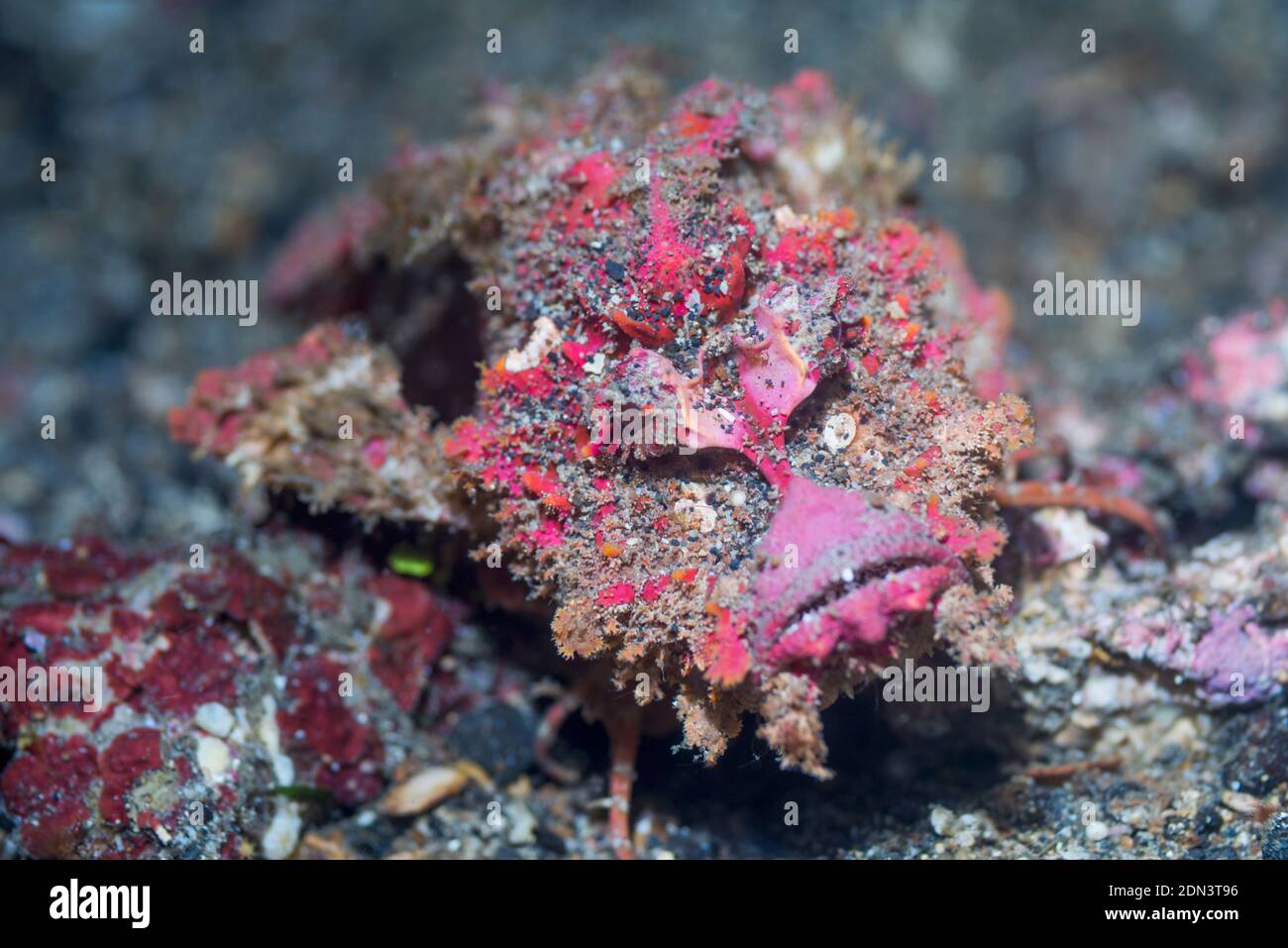 Devilfish oder Stinger [Inimicus didactylus]. Lembeh Strait, Nord Sulawesi, Indonesien. Stockfoto