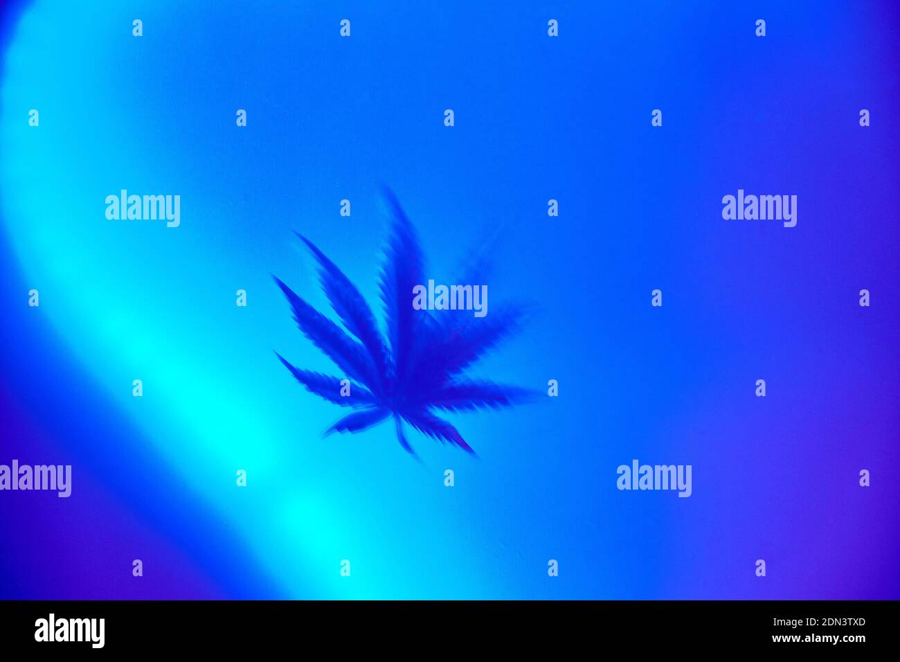 Verschwommenes Cannabisblatt auf blauem Hintergrund mit Platz für Text Stockfoto