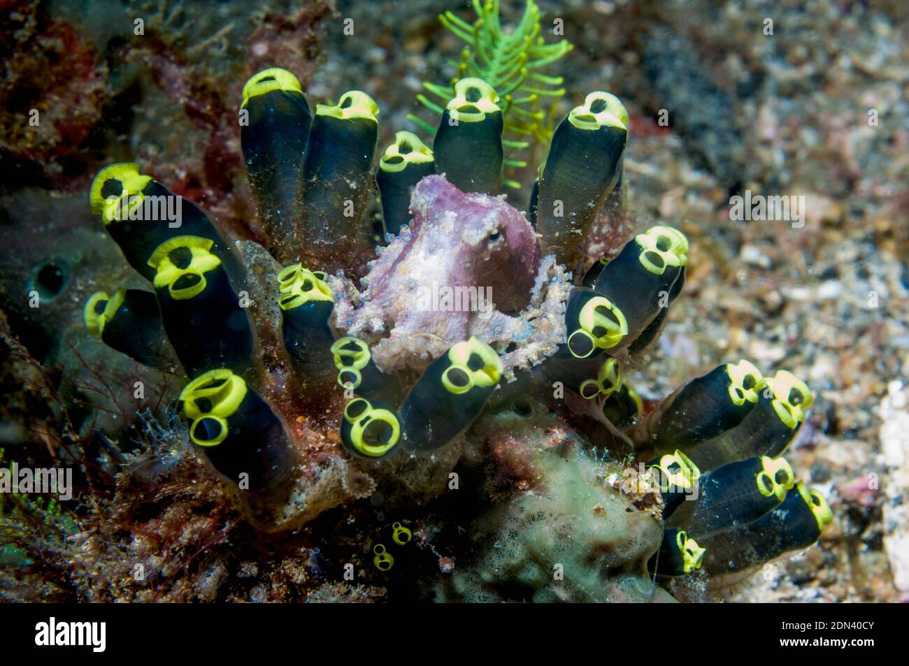 Blauberingter Oktopus [Hapalochlaena sp], der zwischen den gesengten Asciden thront [Clavelina robusta]. Lembeh Strait, Nord-Sulawesi, Indonesien. Stockfoto