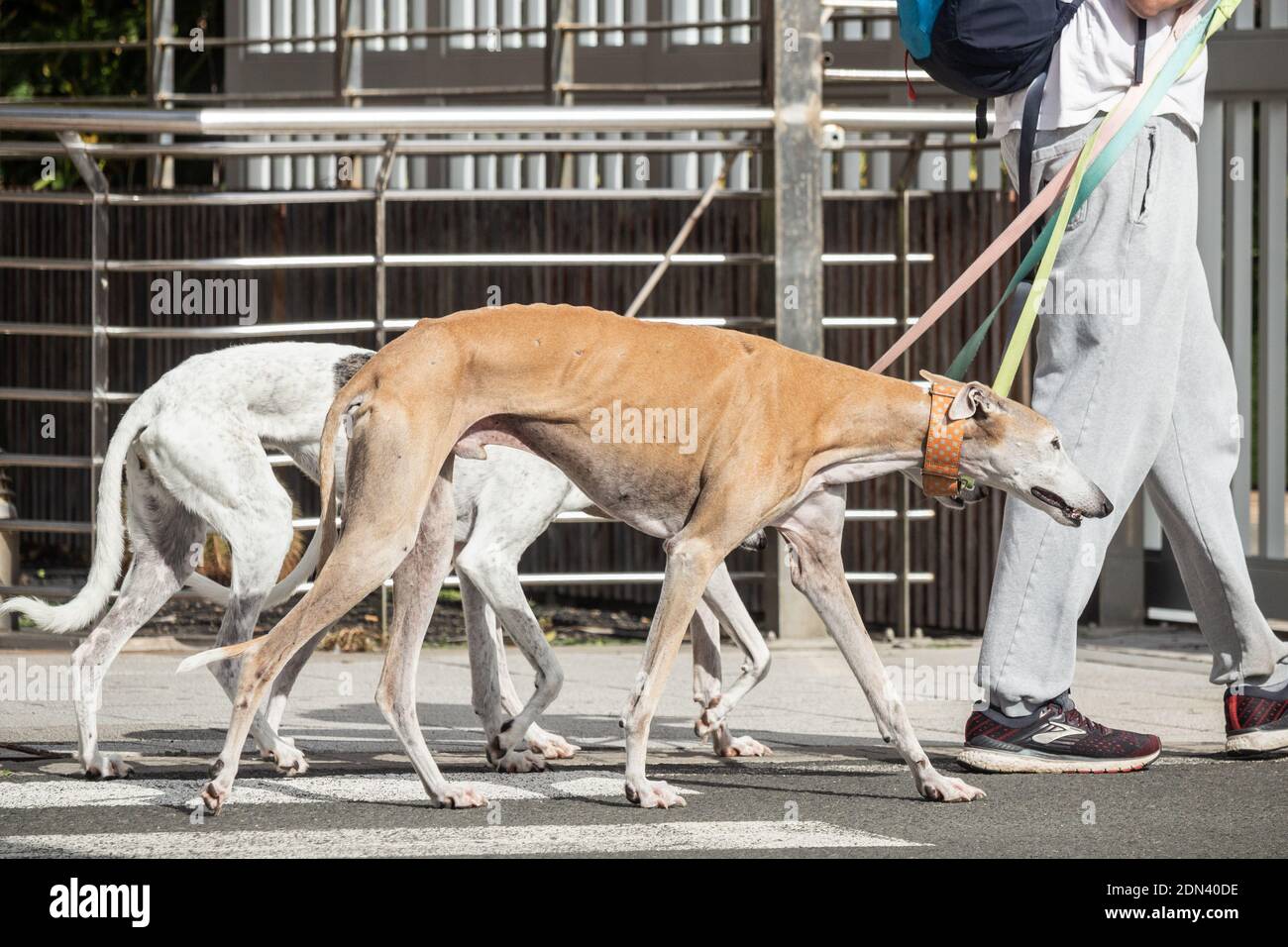 Mann läuft drei Greyhound Hunde. Stockfoto