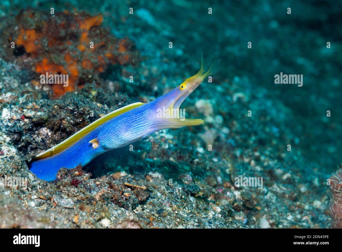 Blaues Band Eel [Rhinomuraena quaesita] Männchen. Lembeh Strait, Nord-Sulawesi, Indonesien. Stockfoto