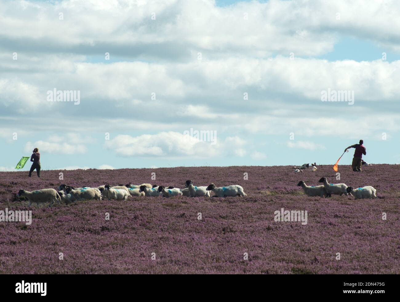 Zwei Quirle schwenken ihre Fahnen, um Wildvögel zu wecken, während sie störende Schafe vermeiden, machen ihren Weg zum Shoot über heidbedeckte Moore Stockfoto