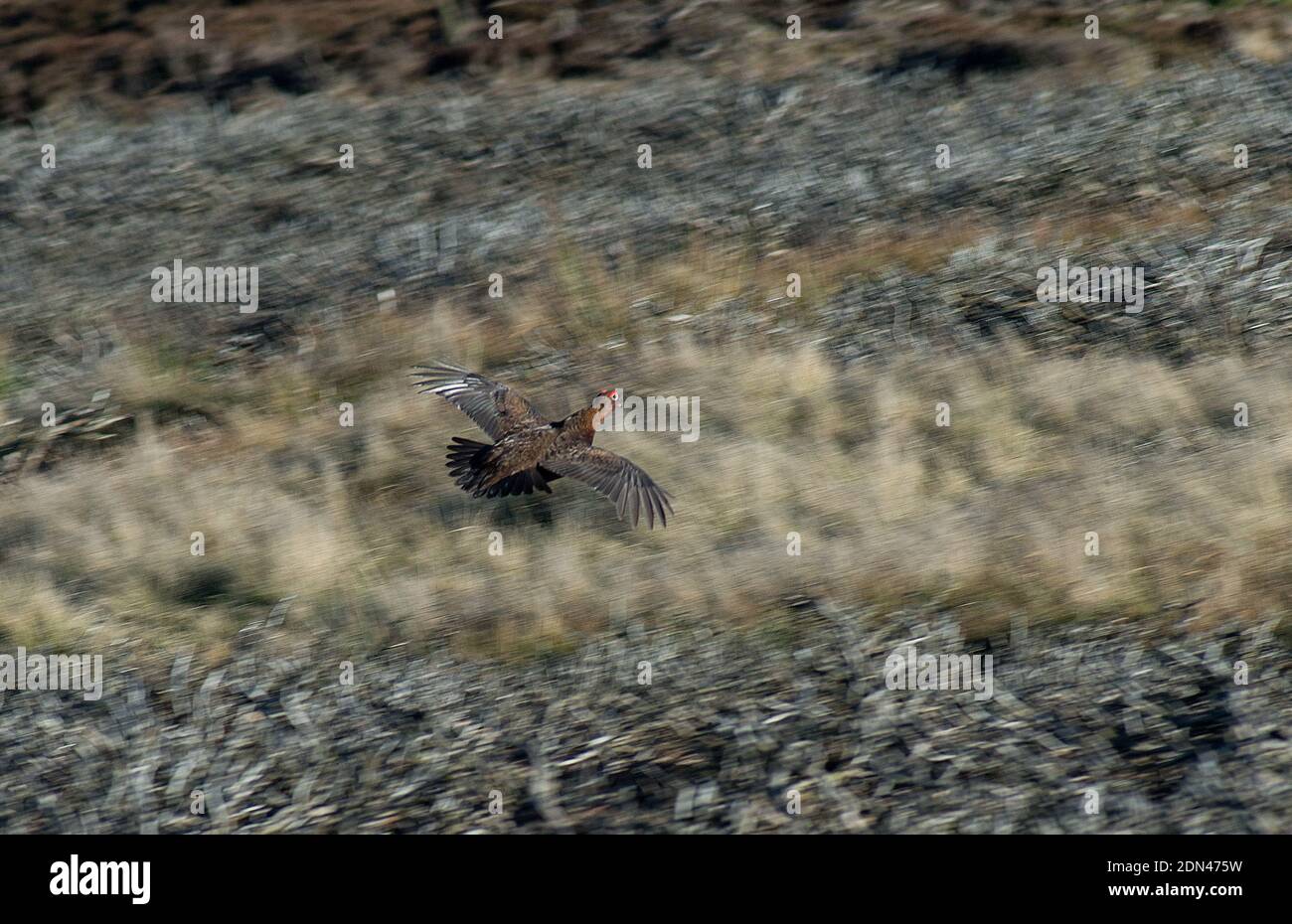 Erschrocken Männchen Rothuhn nimmt Flug mit Flügeln ausgestreckt über heidekraut Moorland Stockfoto