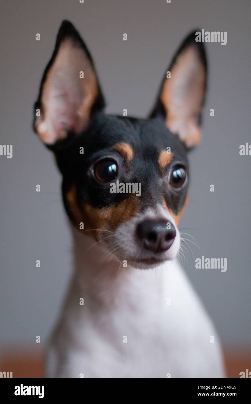 Amerikanischer Spielzeug Fuchs Terrier weiß-rot-schwarz Farbe, Porträt auf einem grauen Hintergrund drinnen im Studio Stockfoto