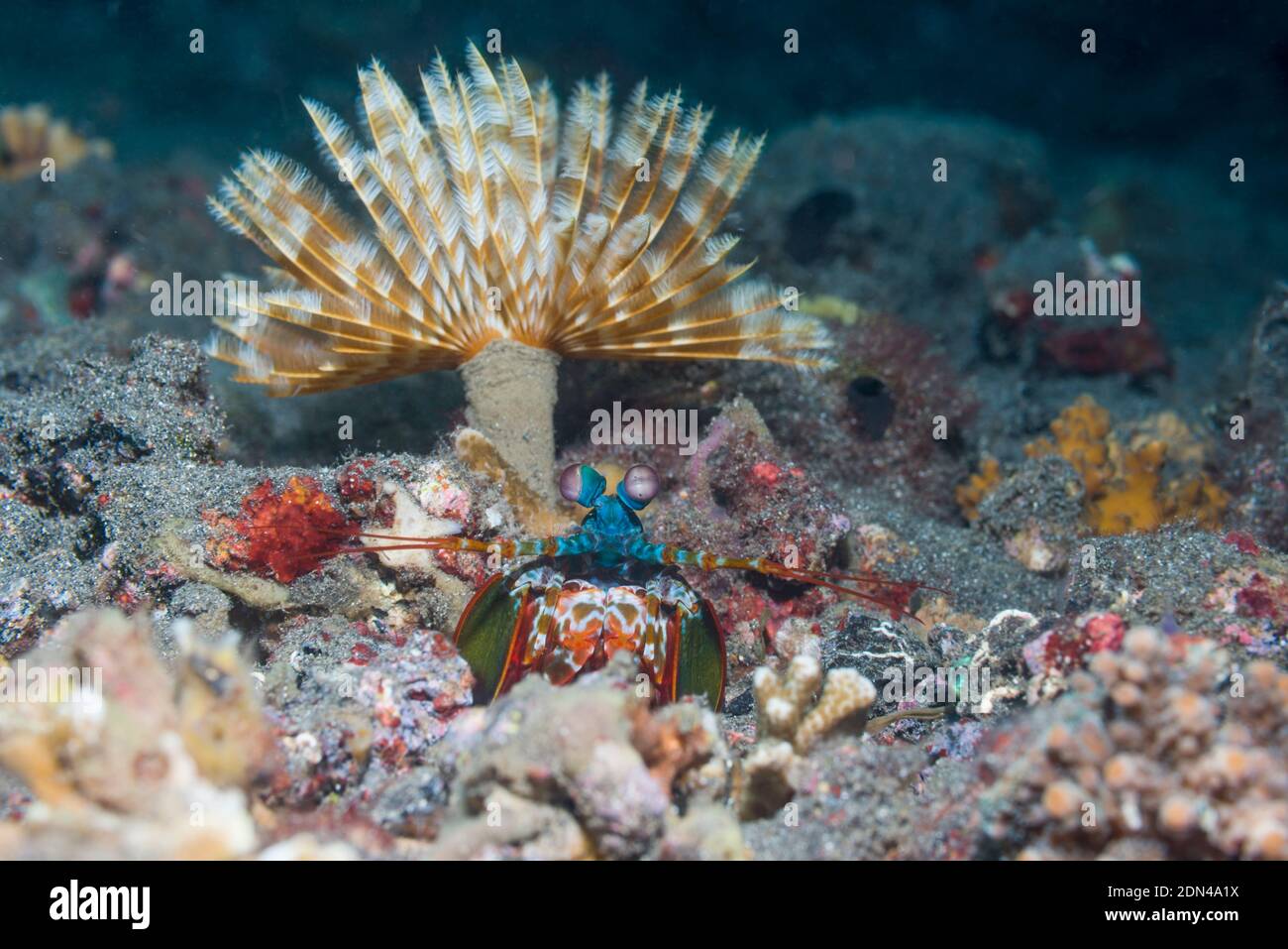 Peacock Mantis Shrimp [Odontodactylus scyllarus] in seiner Höhle vor einem fanworm. Lembeh Strait, Nord Sulawesi, Indonesien. Stockfoto