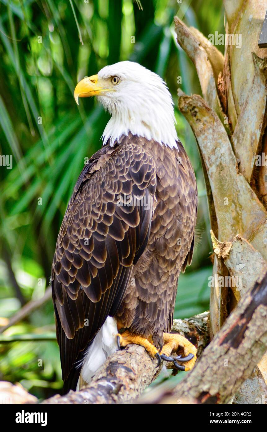 Bald Eagle Barching in einem Zoo in Florida Stockfoto