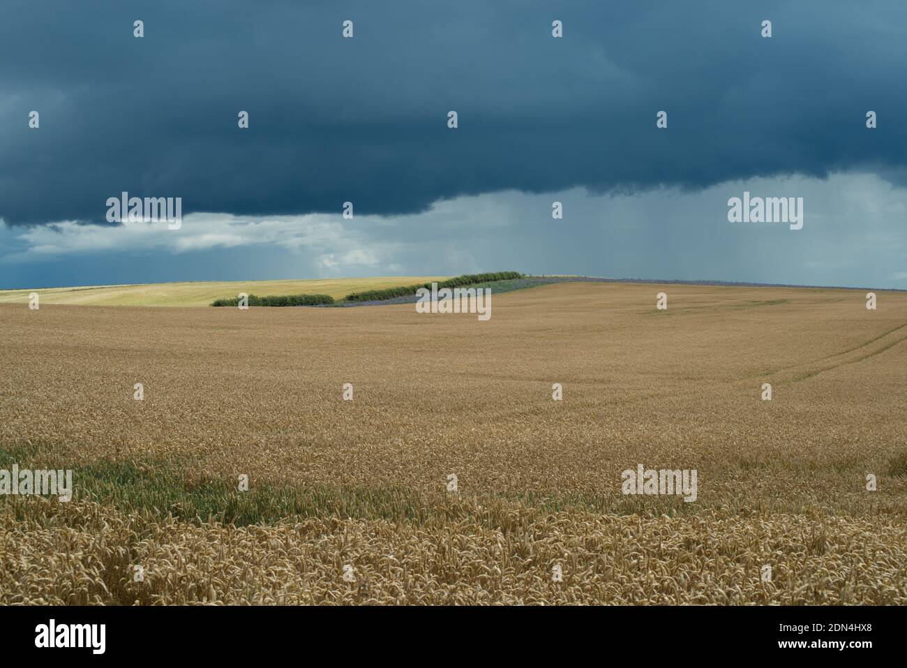 Panoramablick auf Sturmwolken, die sich über Weizenfeldern sammeln Regen in der Ferne Stockfoto