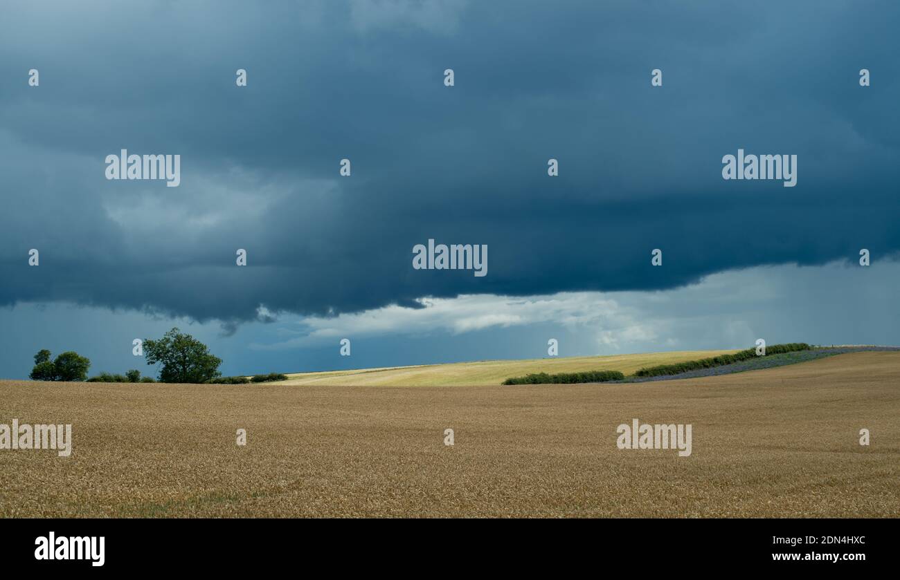 Schwere Kumuluswolken drohen entgegenkommenden Regen über reifenden Weizenfeldern Stockfoto