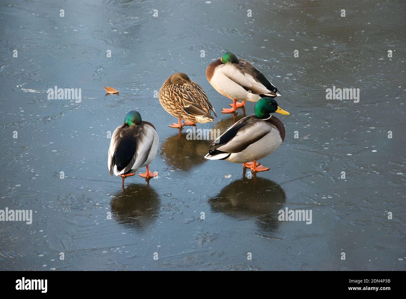 Gruppe von drei männlichen Stockenten und auf weibliche stehend Auf dem festen Eis eines gefrorenen Sees in voller Höhe Wintersonne Stockfoto Gruppe von drei männlichen Stockenten und auf weibliche stehend Auf dem festen Eis eines gefrorenen Sees in voller Höhe Wintersonne Stockfoto