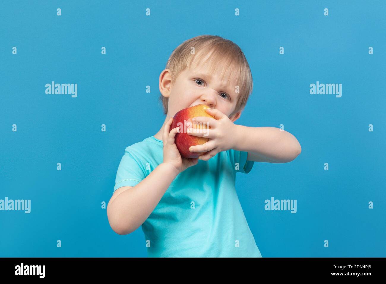 Hungriges Kind beißt heftig Apfel. Nahaufnahme des Studios auf blauem Hintergrund. Gesundes Babynahrung Konzept. Stockfoto