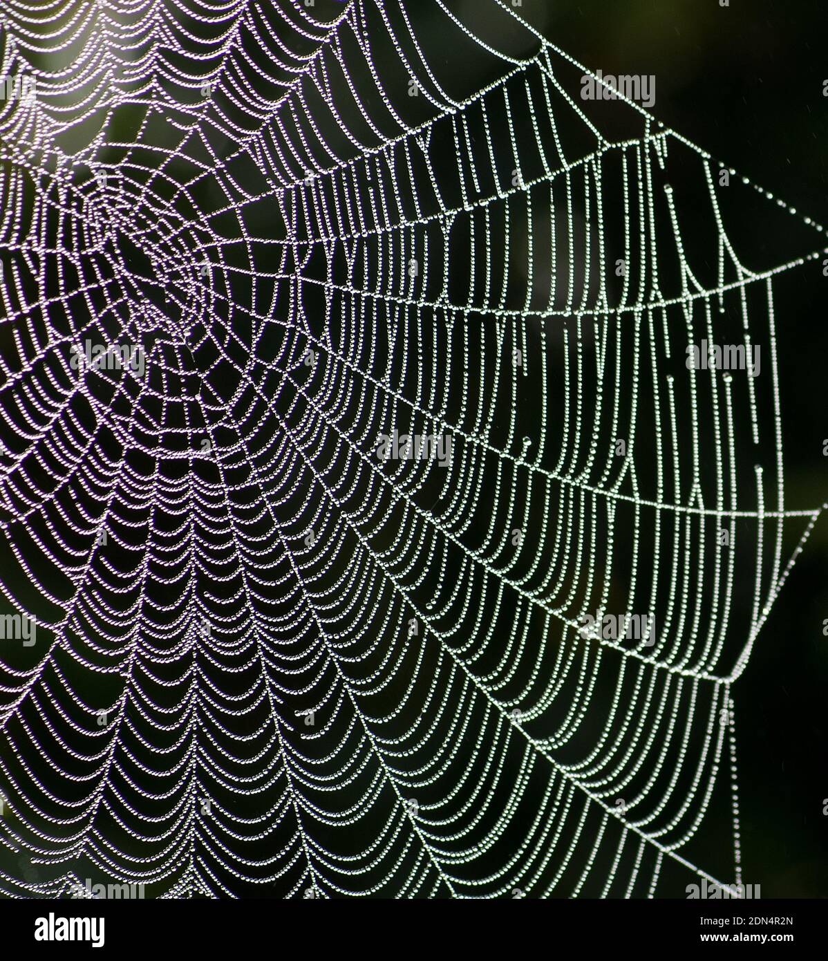 Nahaufnahme des Spinnennetzes, das vom frühen Morgentau bedeckt ist Fällt in Kurven und Linien und leuchtet gegen ein Schwarzer Hintergrund Stockfoto