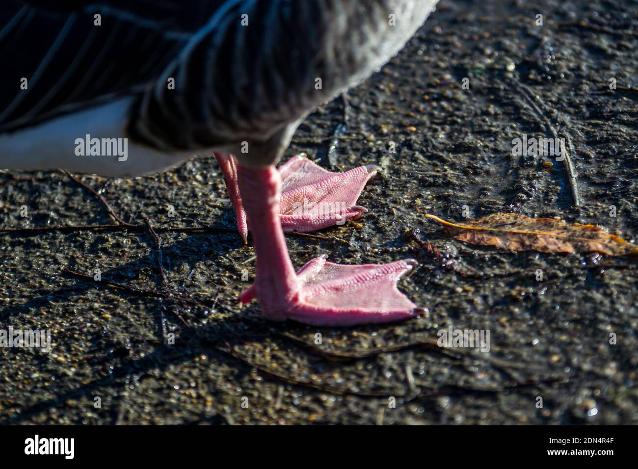 Rosa Füße einer grauen Gans Stockfoto