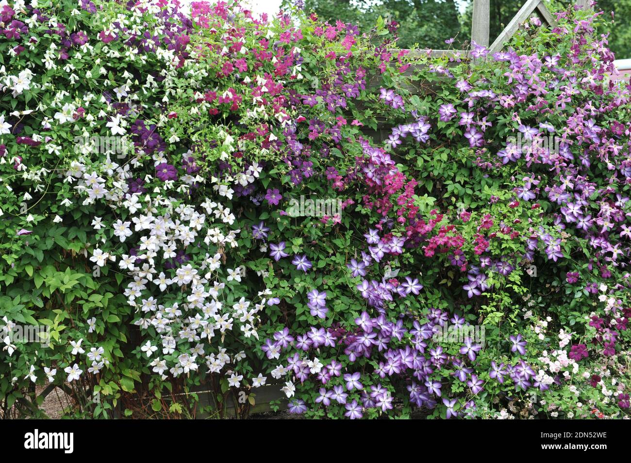 Eine Wand, geschmückt mit kleinen blühenden Sorten von Clematis viticella Romantik, Venosa violacea, Fülle, Royal Velours in einem Garten im Juli Stockfoto