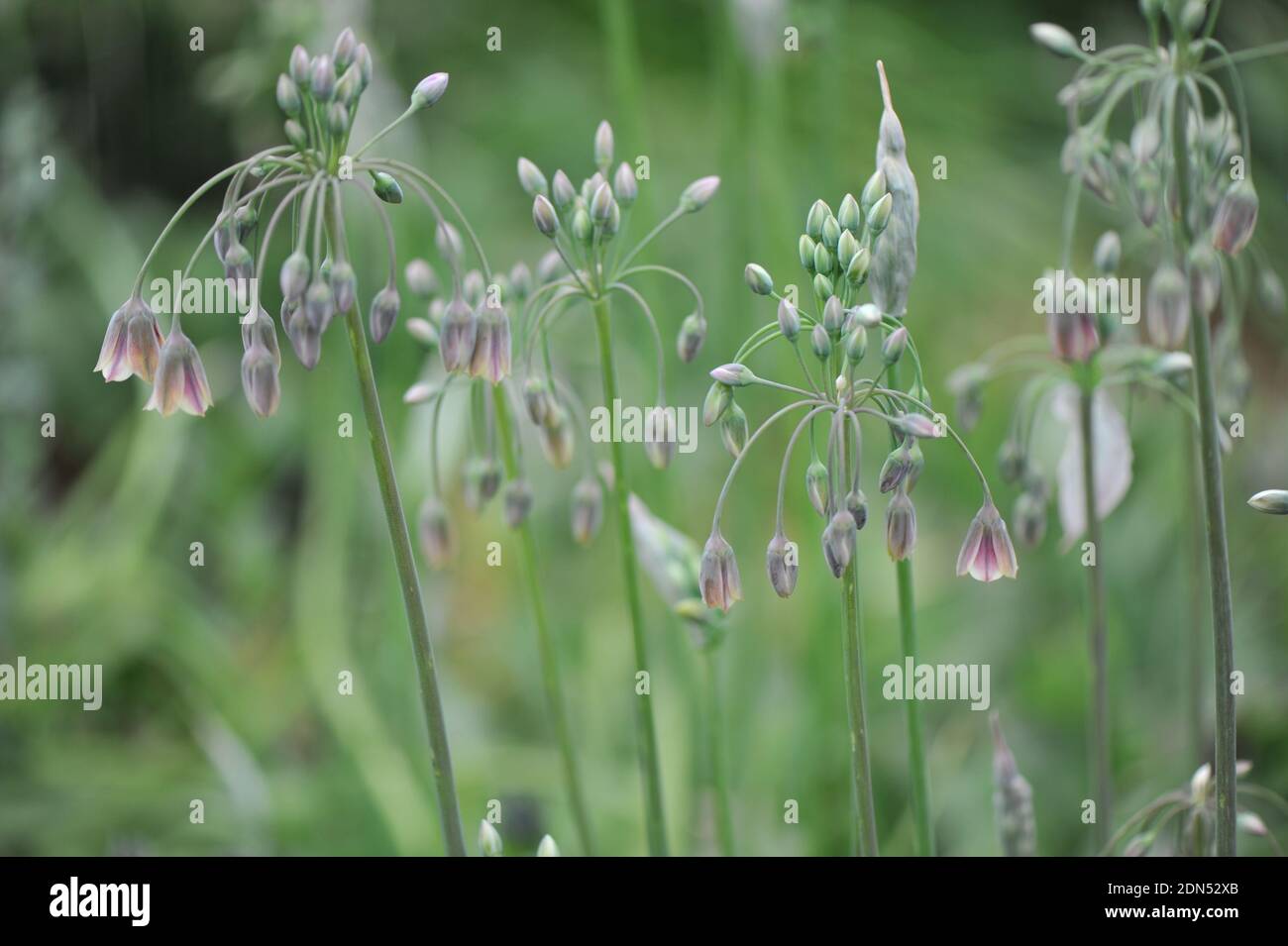 Nectaroscordum siculum blüht im Mai im Garten Stockfoto