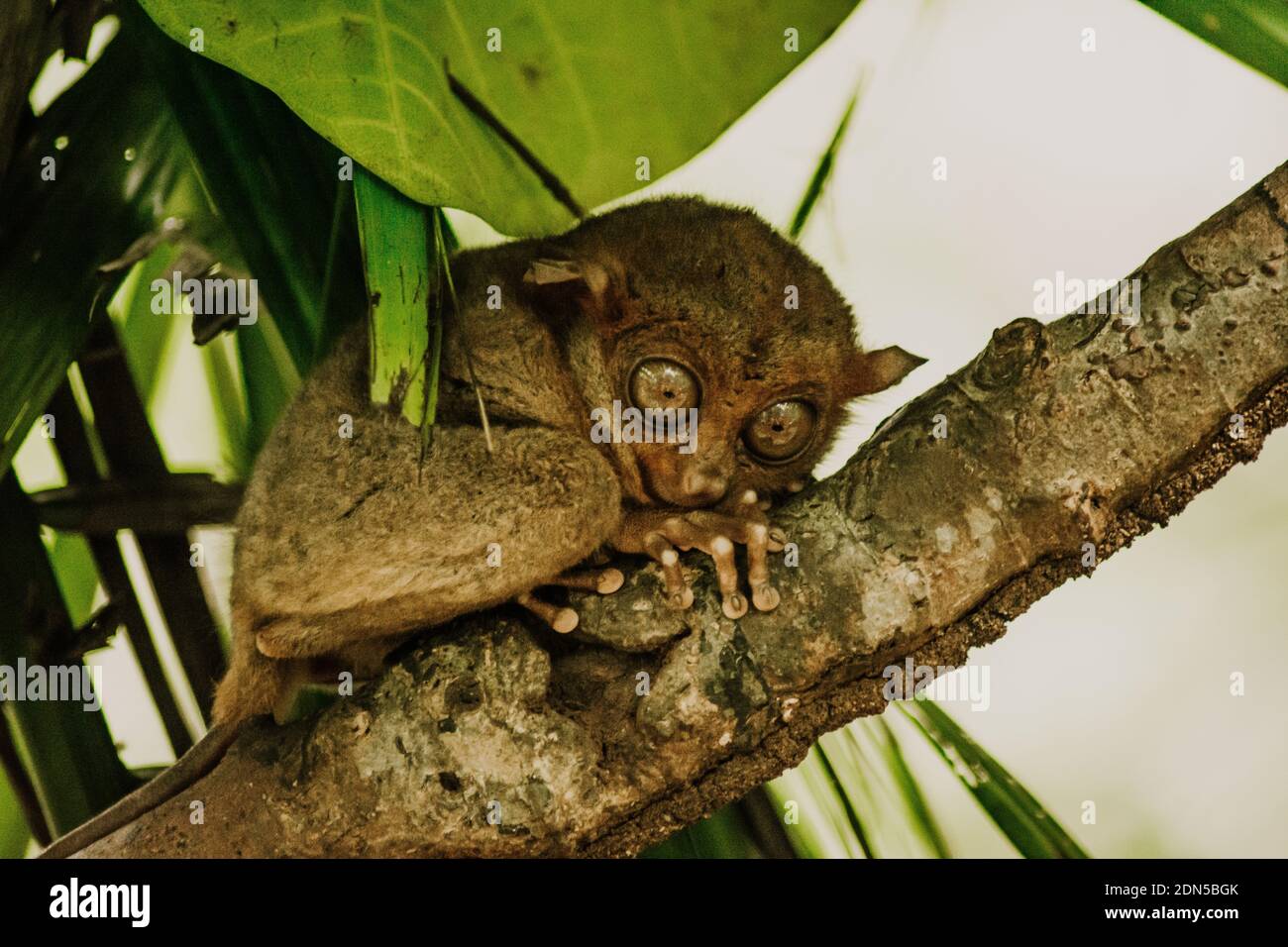 Tarsier-Affe in natürlicher Umgebung auf den Philippinen hält an Zu einer Verzweigung Stockfoto