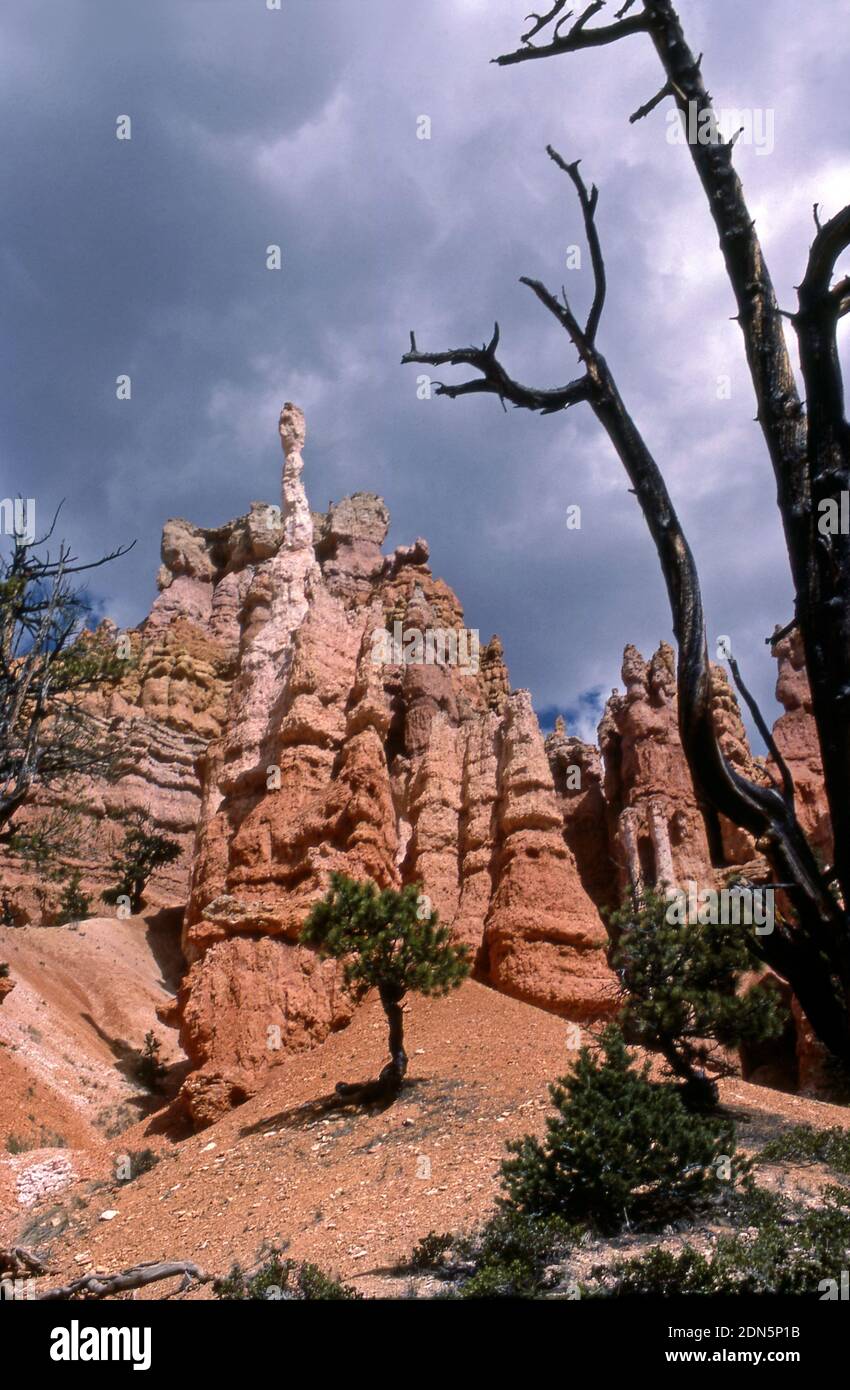 Farbenfrohe Felsformationen im Bryce National Park in Utah Stockfoto