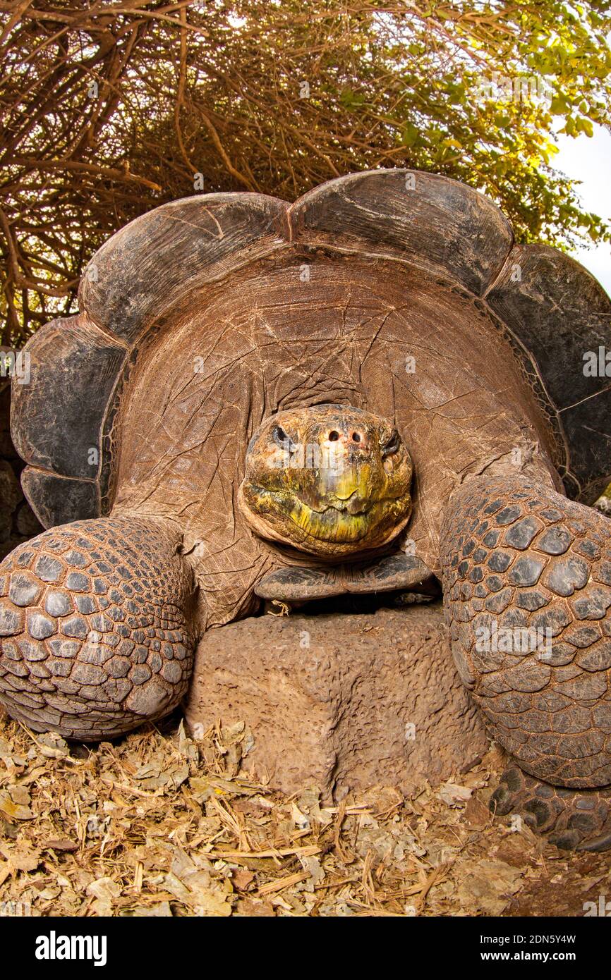 Die Gal‡pagos Schildkröte, Chelonoidis nigra, sind die größten lebenden Arten von Schildkröte, die bis zu 880 Pfund wachsen und erreichen mehr als 6 Fuß lang. Stockfoto
