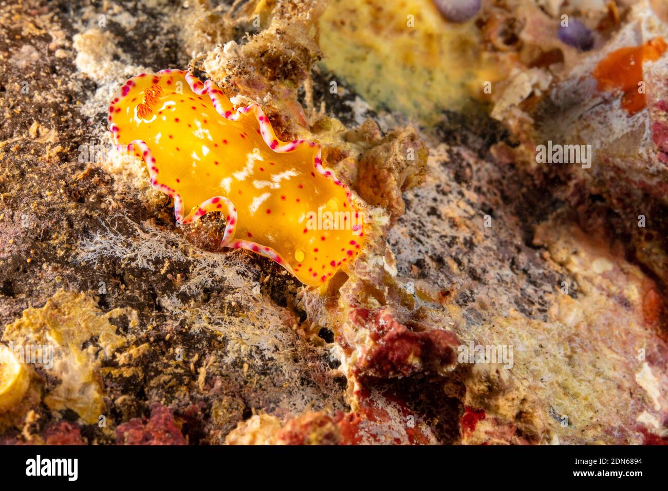 Mit nur einem Zentimeter Länge wird dieser junge spanische Tänzer-Nudibranch, Hexabranchus pulchellus, als Erwachsener, Hawaii, fast einen Fuß lang werden. Dies Stockfoto