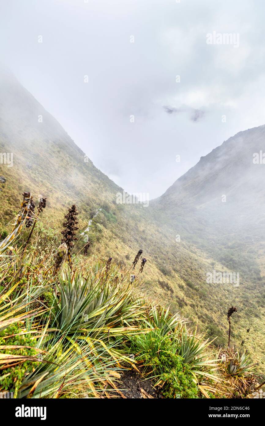 Neblige mountail Landschaft und Pflanzen entlang des Inca Trail nach Machu Picchu, Sacred Valley, Peru Stockfoto