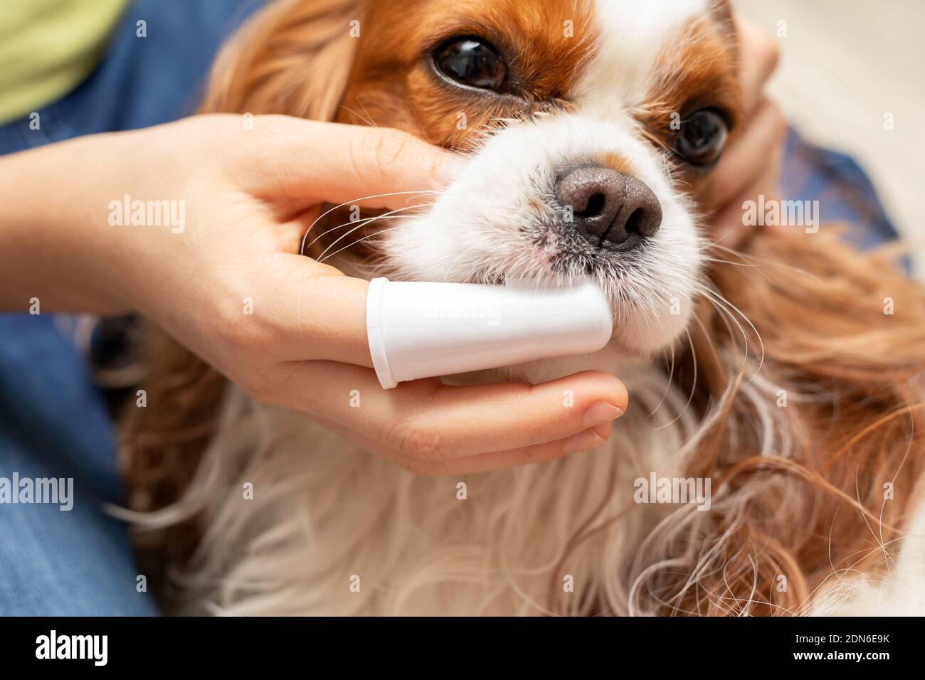 Home Reinigung der Zähne Cute Dog Cavalier King Charles Spaniel. Pflege des Tieres. Nahaufnahme Stockfoto