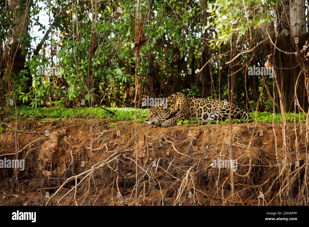 Jaguar, die größte Katze in Südamerika, Pantanal von Mato Grosso, Brasilien Stockfoto